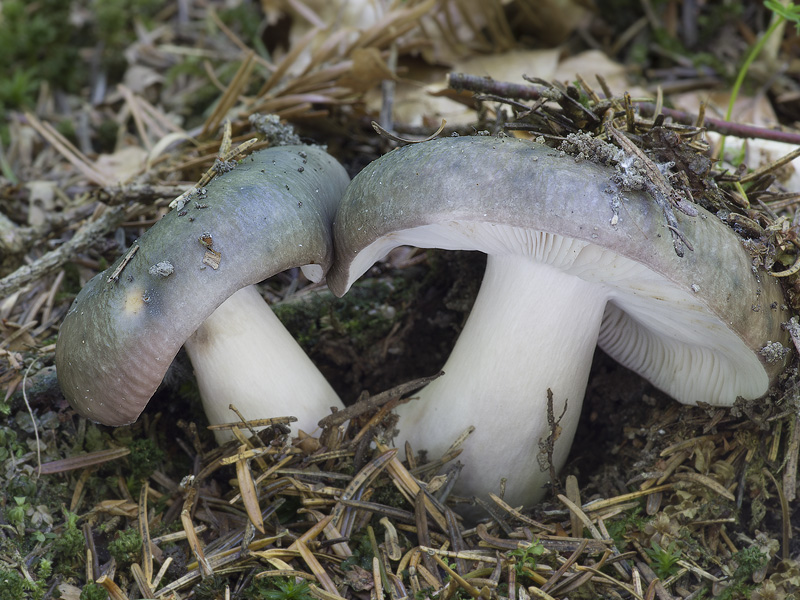 Russula cyanoxantha